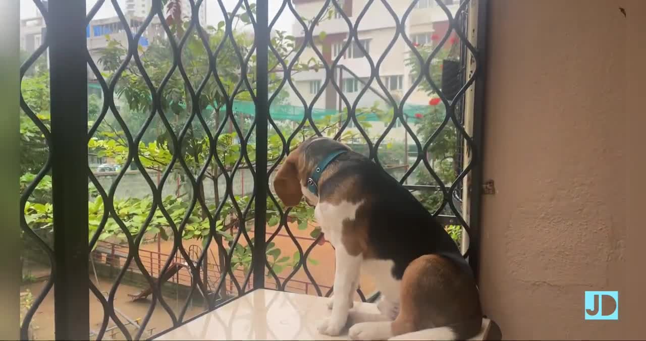 Milo inside closet after getting light scolding in the early morning😘 after ripping of bed😜