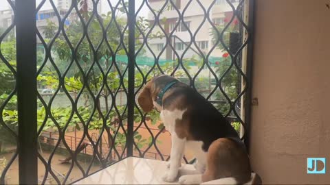 Milo inside closet after getting light scolding in the early morning😘 after ripping of bed😜