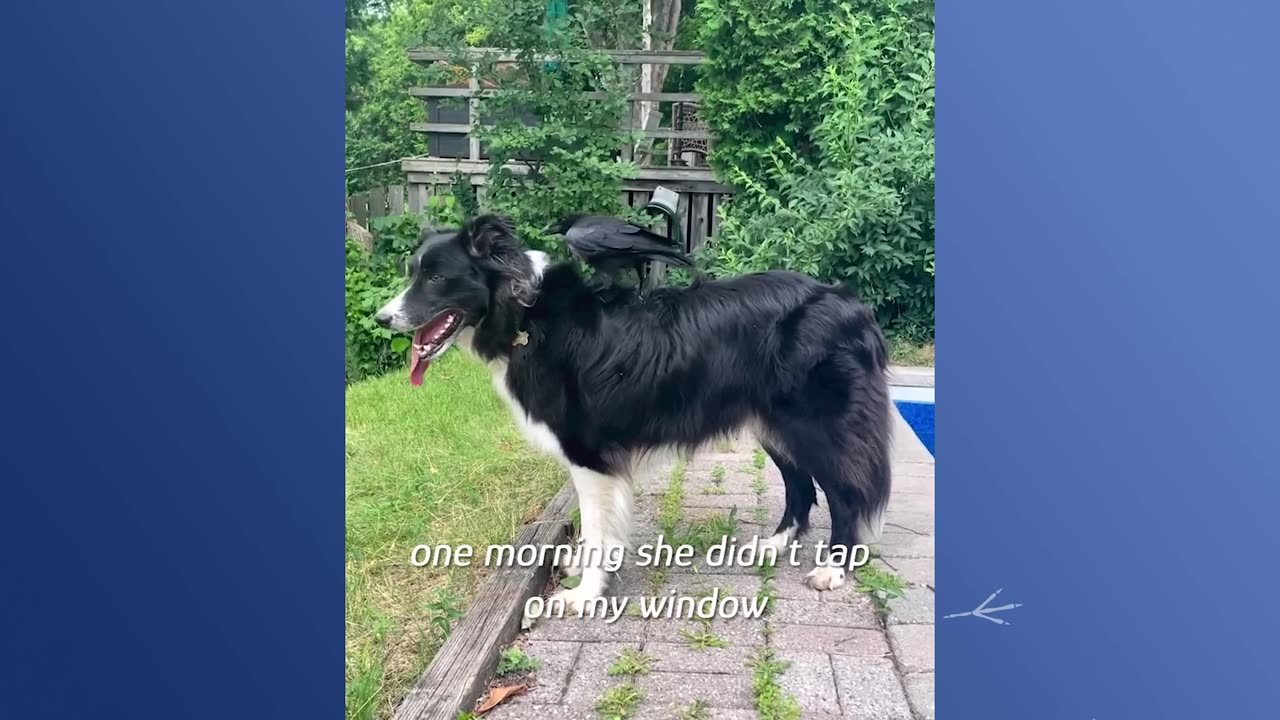 Wild Crow Visits Family Every Morning To Play With Their Pets