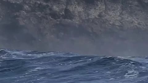 sea lions ridings huge waves