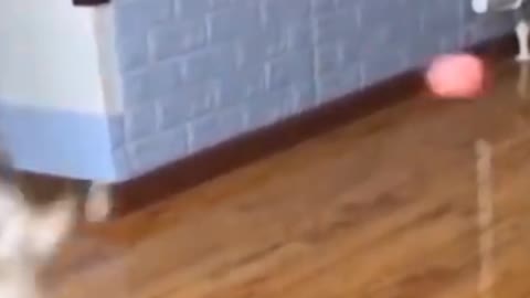 Cat Funny Moment