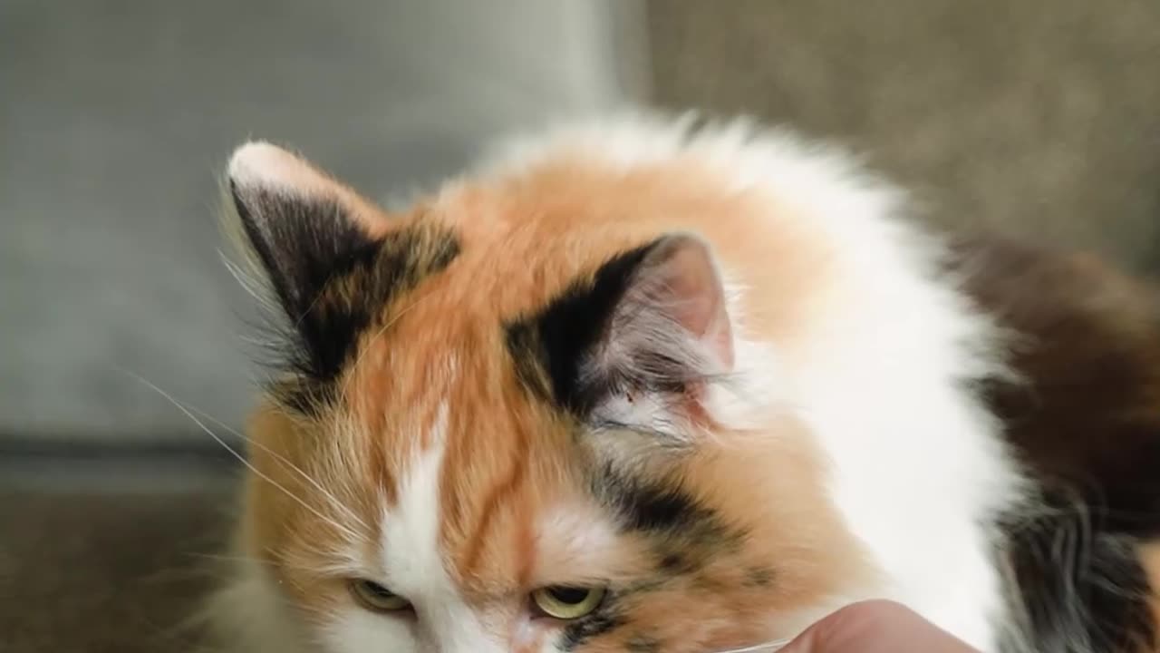 Pawsitively delicious mealtime vibes! πΎπ΄