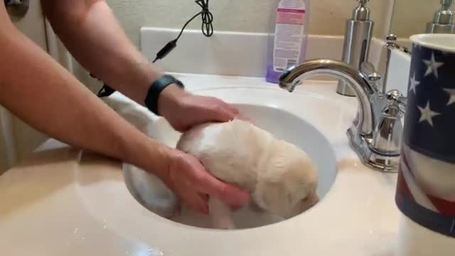 FLASHBACK FRIDAY! Lab Puppy Patty has her FIRST bath - So cute!