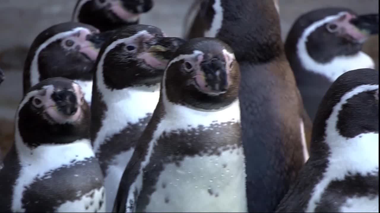 Penguins live in cold places and do not grow much