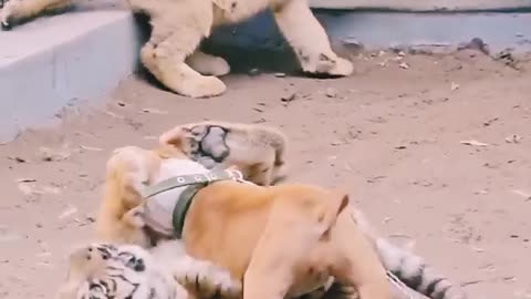 Puppy 🐶 and a cub 🐅
