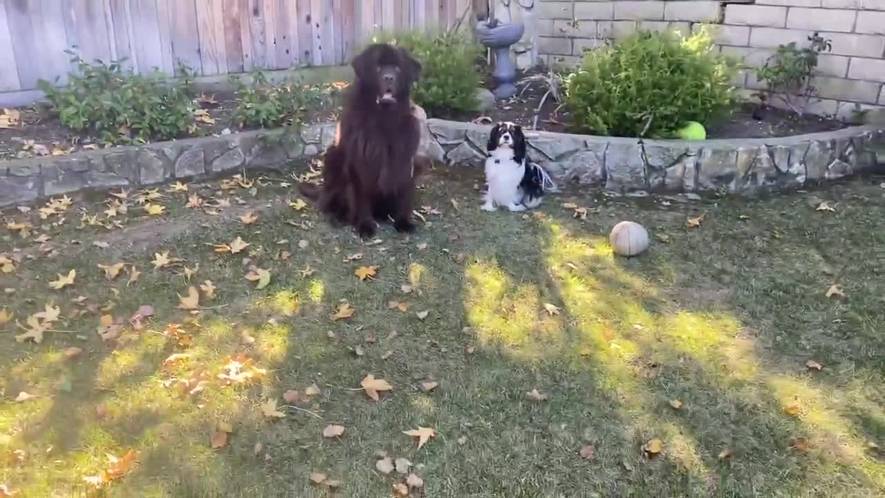 Newfie and Cavalier shows off their waiting skills