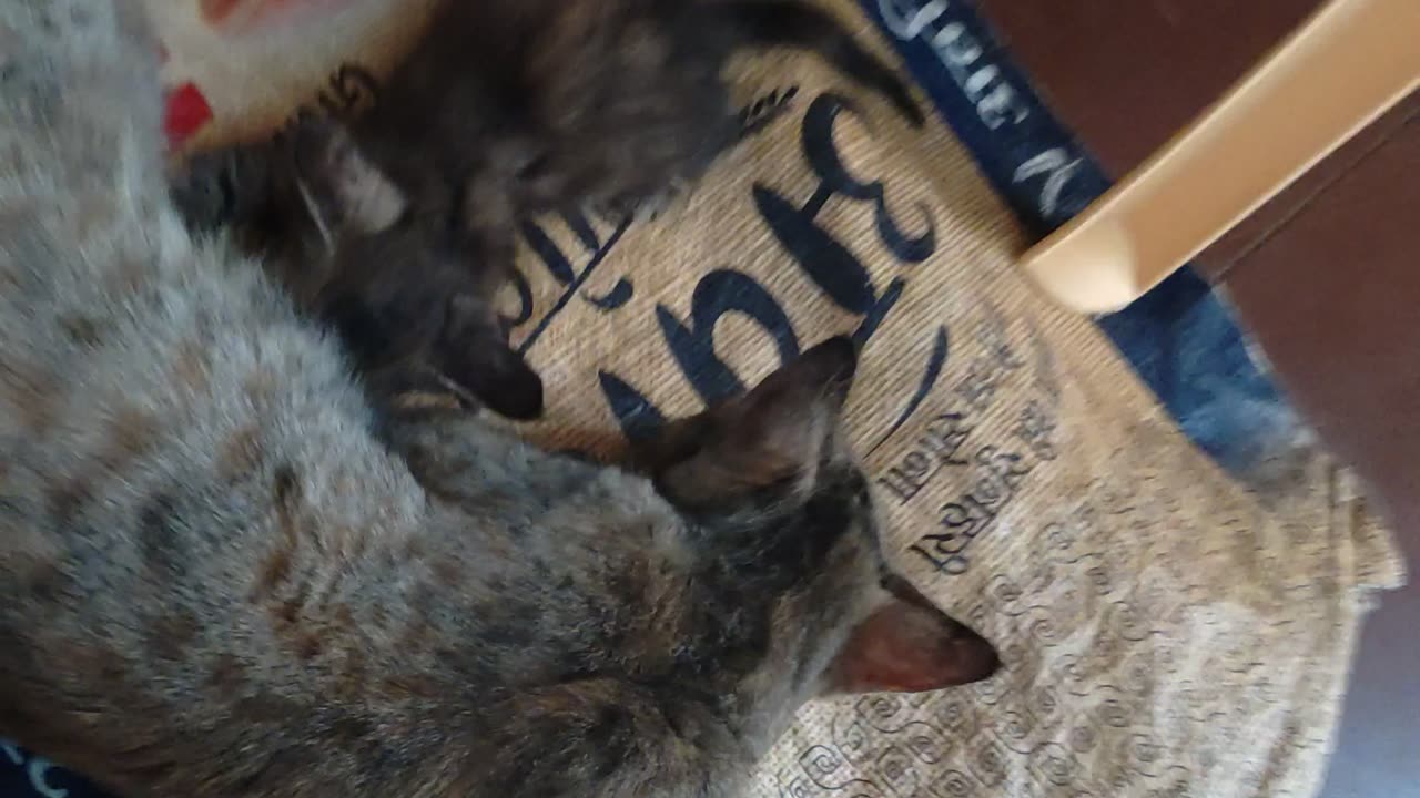 1st day the new kitten come to our home