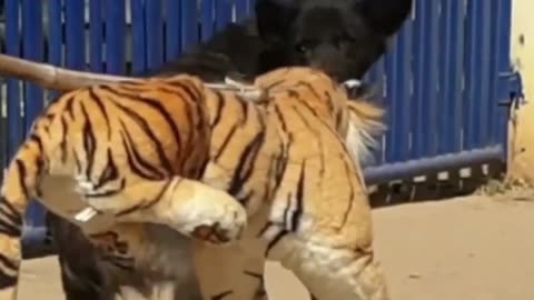 Fake Lion and Tiger Pranks to Dogs 1