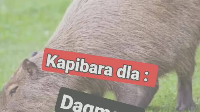kapibara dla _
