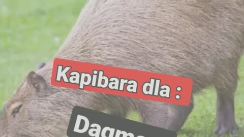 kapibara dla _