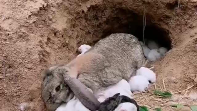 Mother rabbit put the baby in the hole. Is it safe? ,