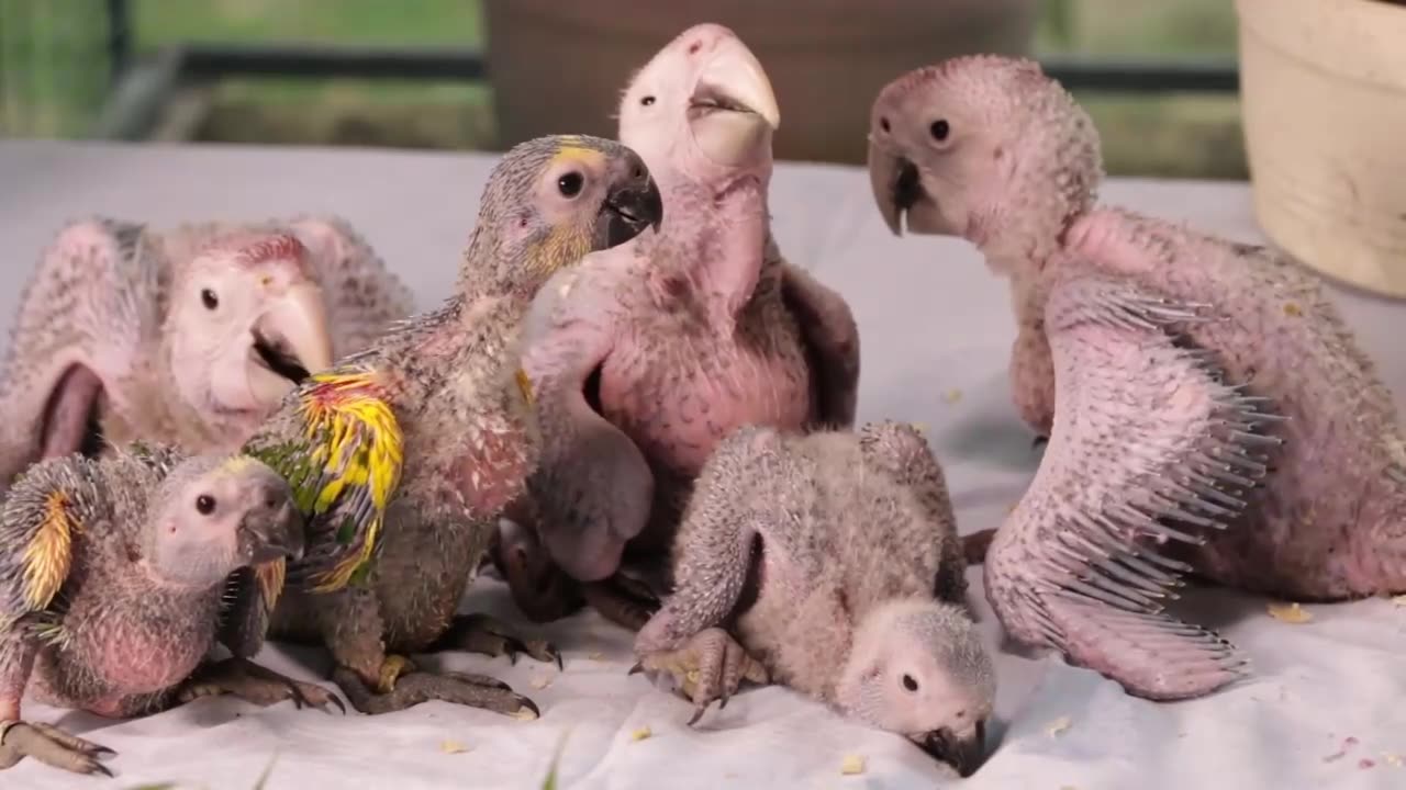 Baby Birds Attempting to Take Over the World #animals #funny #babyanimals #comedy