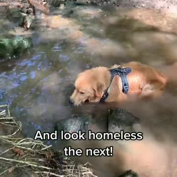 Fashion Designer & Nomad Dog Training