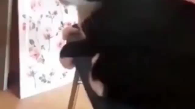 Cat Kills Himself With The Tail