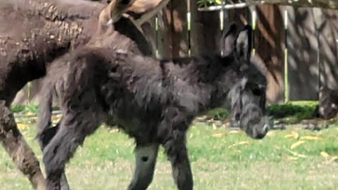 Newborn miniature baby donkey