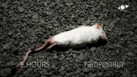 Mouse Timelapse