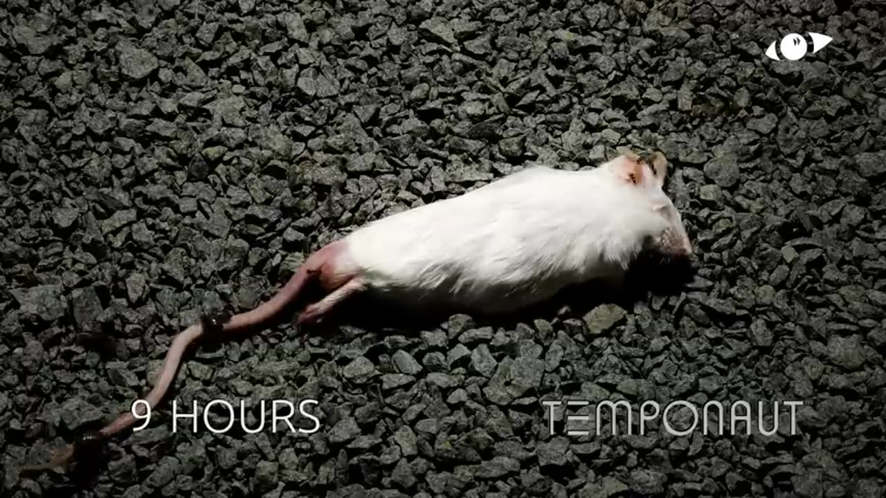 Mouse Timelapse