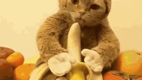 Cute Cat Gif