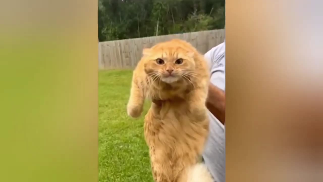 Funniest Animals Video - Best Cats and Dogs Videos