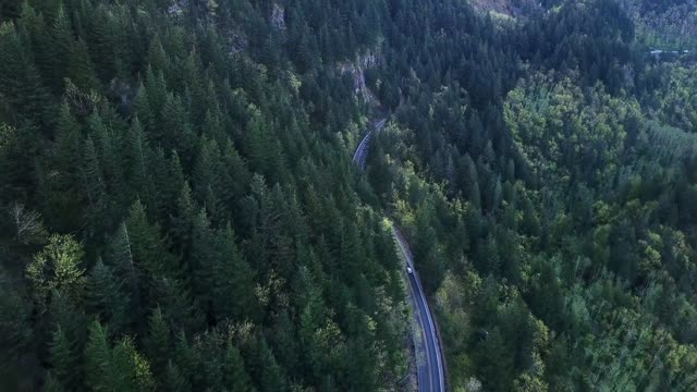 Forest view from above