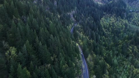 Forest view from above