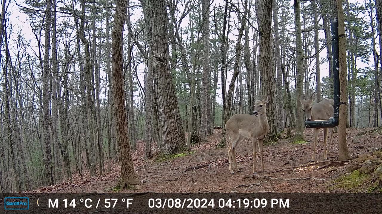 The Woods – 03/09/2024