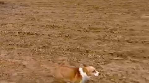 Running short-legged corgi