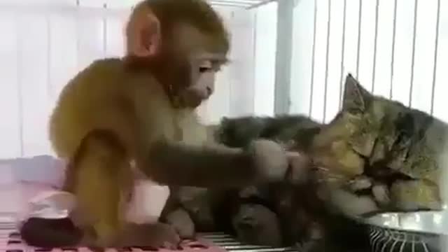 Monkeys and cats