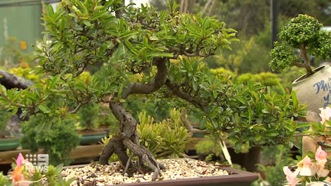 Thieves steal $15k worth on bonsai trees | 9 News Australia