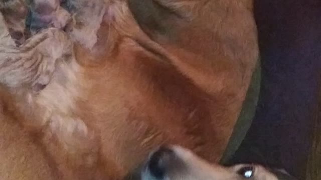 Big brother watching his siblings being born.