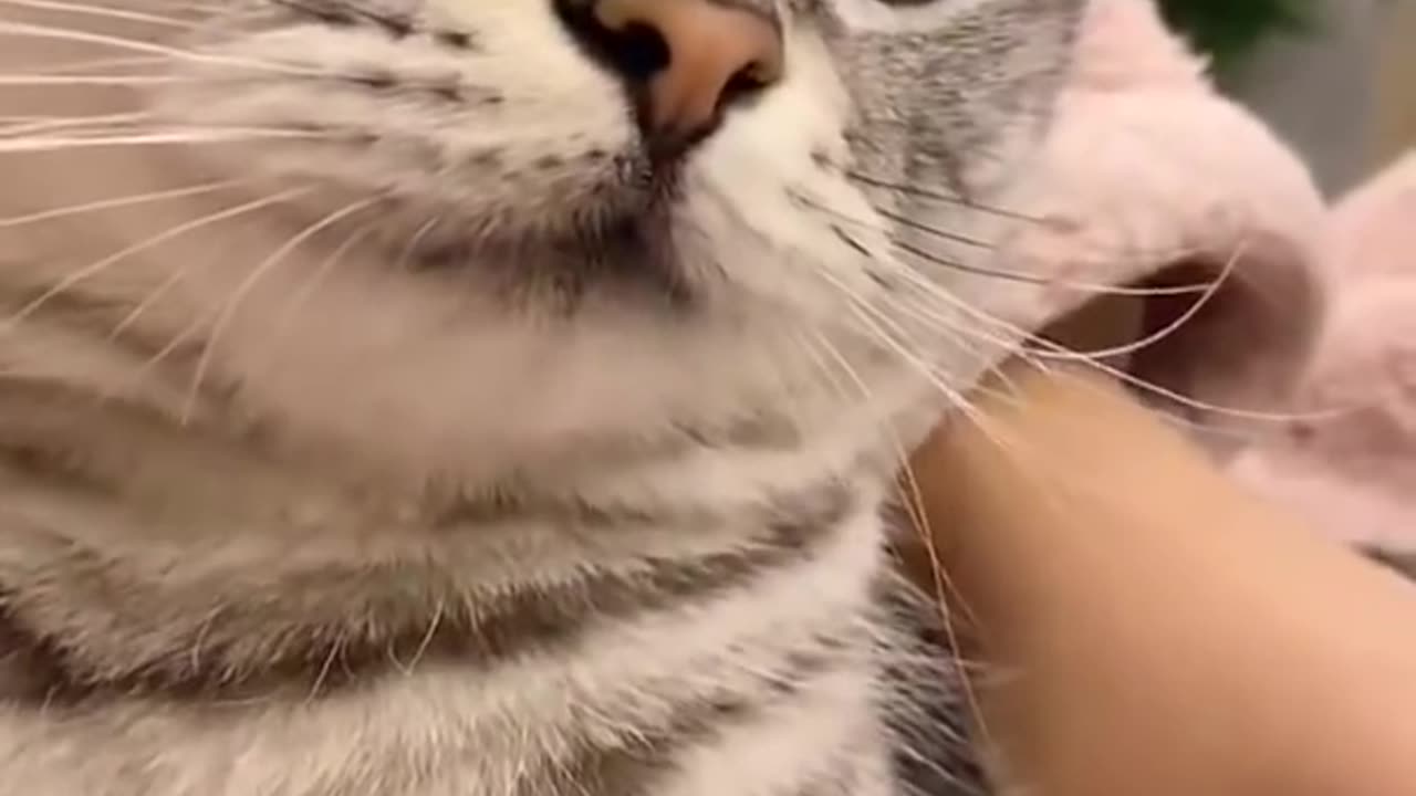 😂 Cute Cats and Funny Animals Compilation Try Not To Laugh Challenge 😂