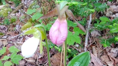 Slipper Orchids