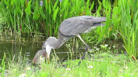 Superior Blue Heron