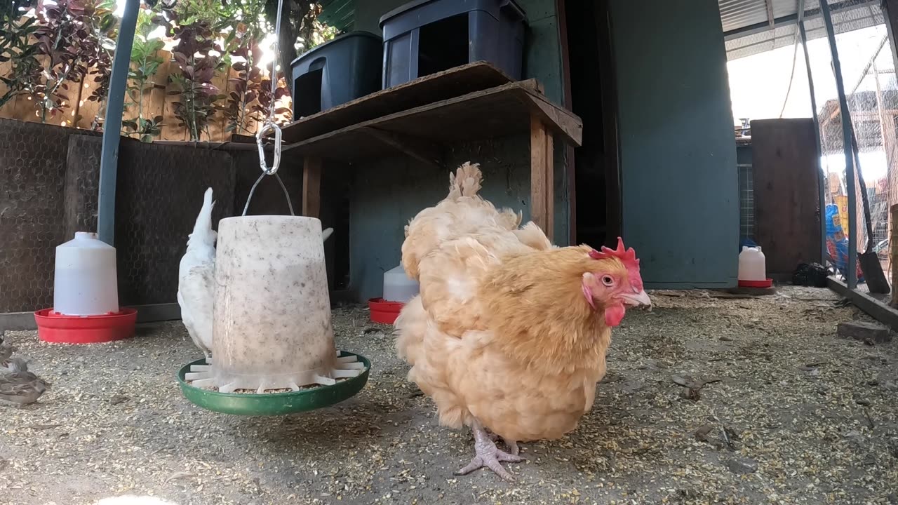 Backyard Chickens Fun Relaxing Video Sounds Noises Hens Roosters!