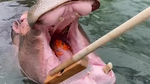 A hippopotamus