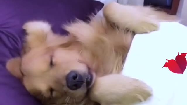 The life of a dogYou look so cute when you sleep