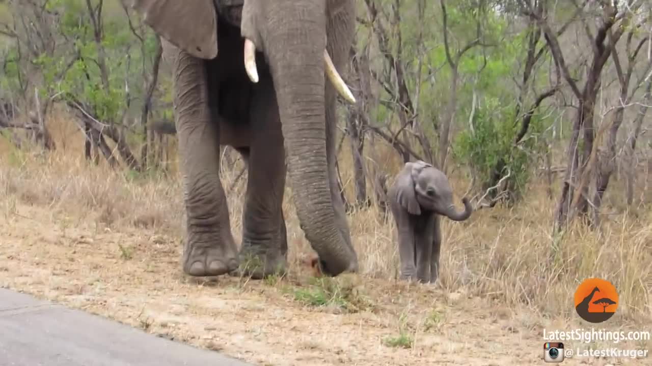 Mother Elephant Protects Calf From Tourists