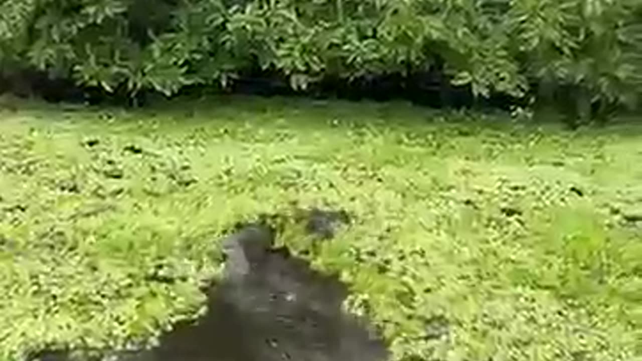 The massive Snake Anaconda forever
