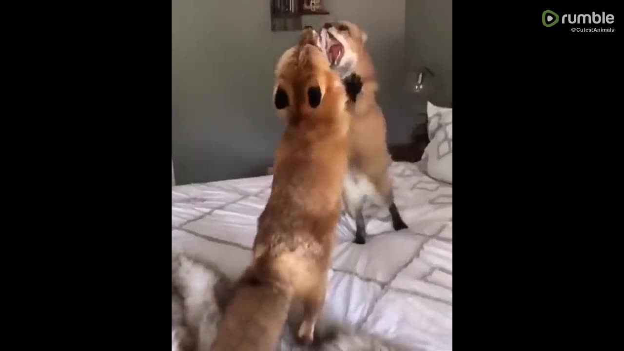 cute-baby-animals-videos-compilation-cute-moment-of-the-animals