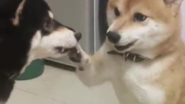 Funny Animals Video #10