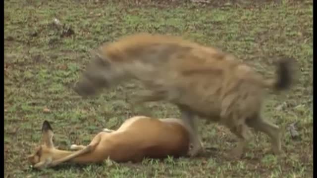 Playing dead and avoided two predators