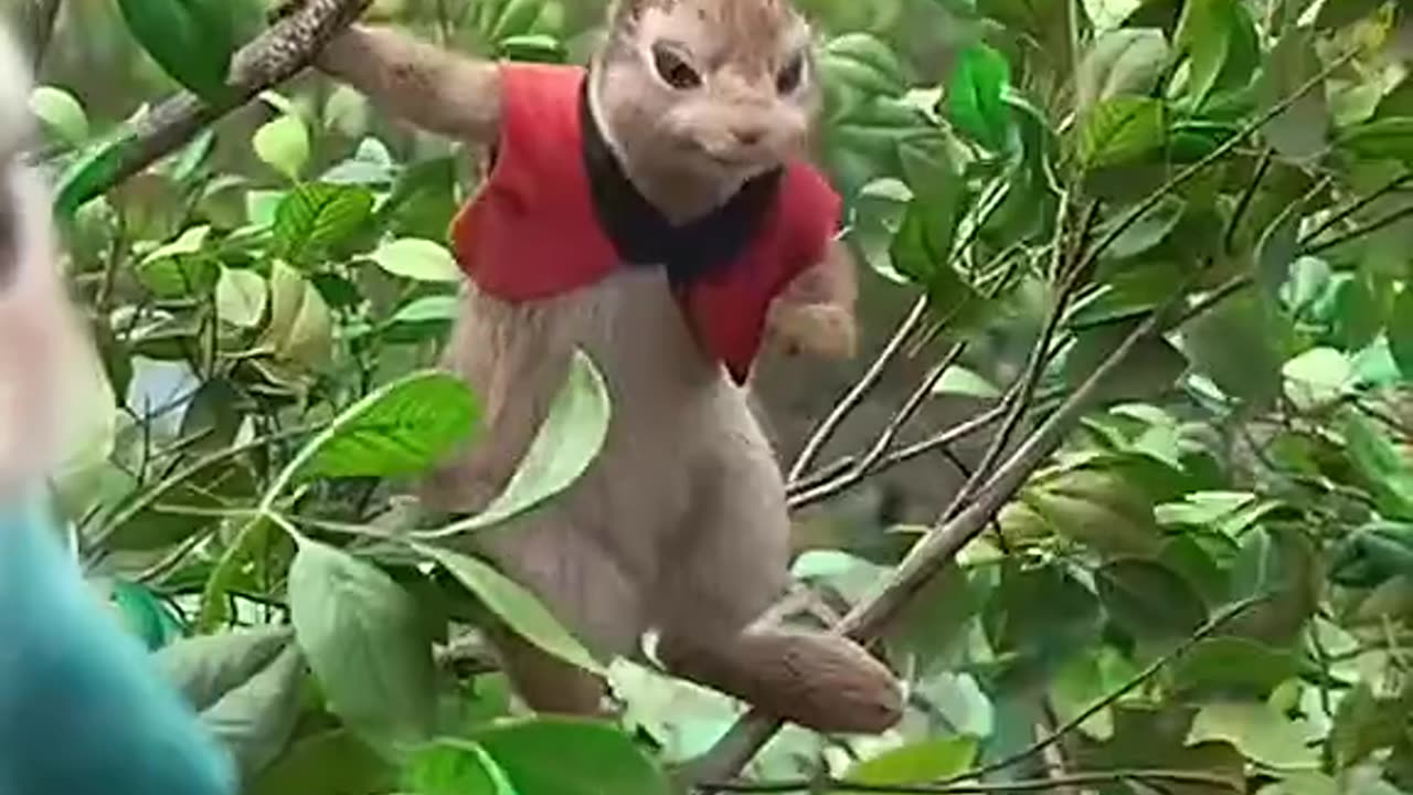 Best animated video