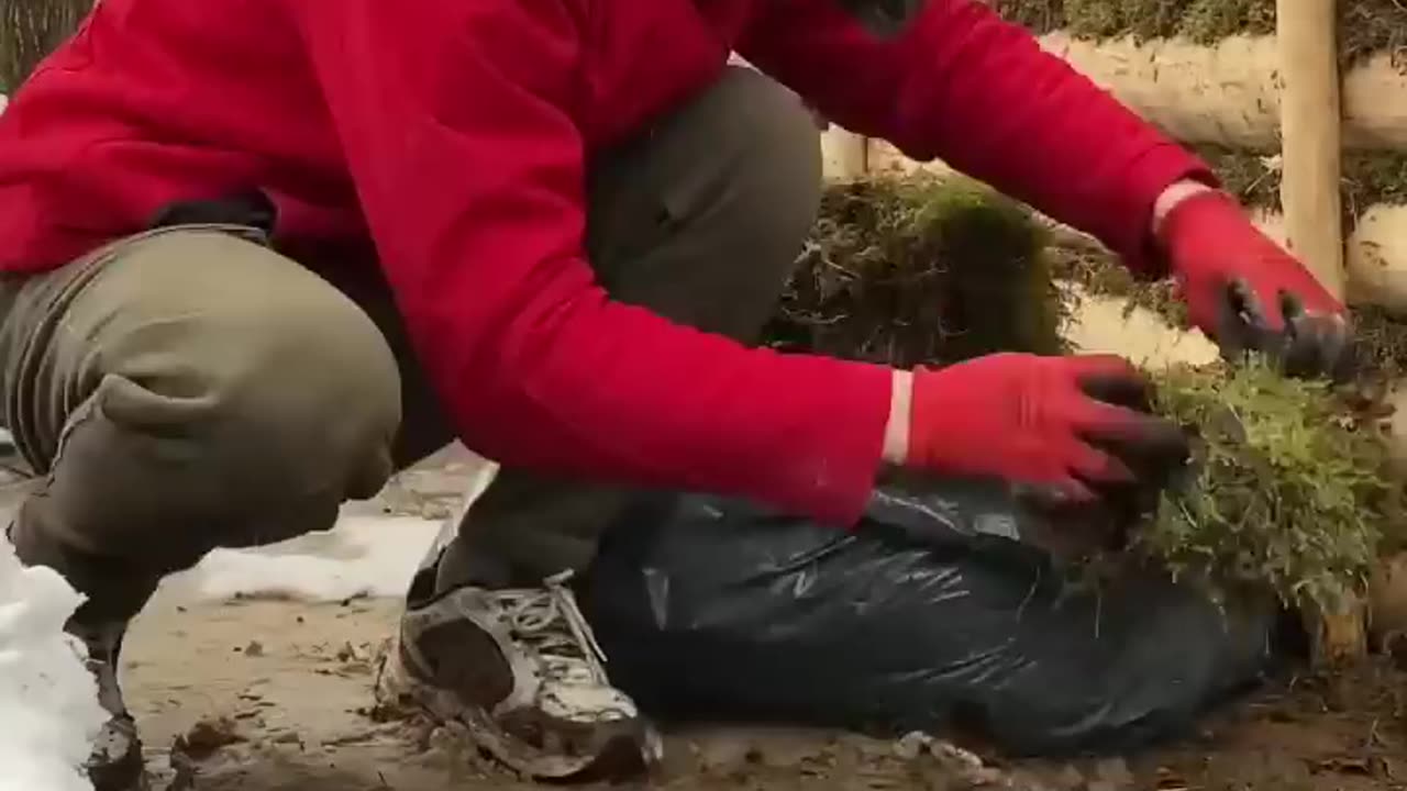 DUGOUT IN THE FOREST OWN HANDS