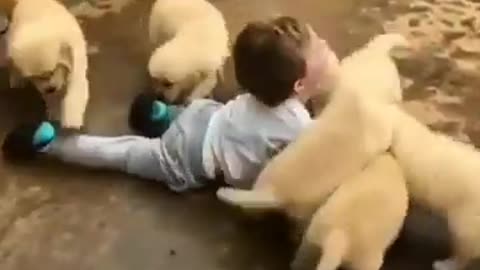 Puppies Love Attack On Baby #shorts #viral #shortsvideo #video