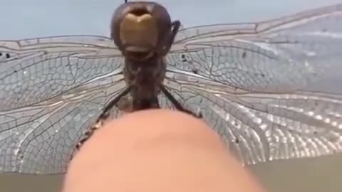 Dragonfly Cleaning Eyes