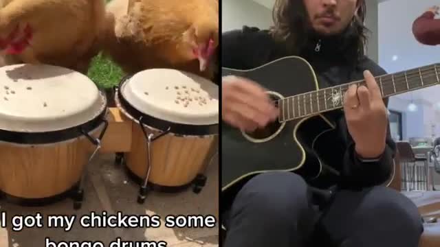 Bongo Chickens x The Kiffness