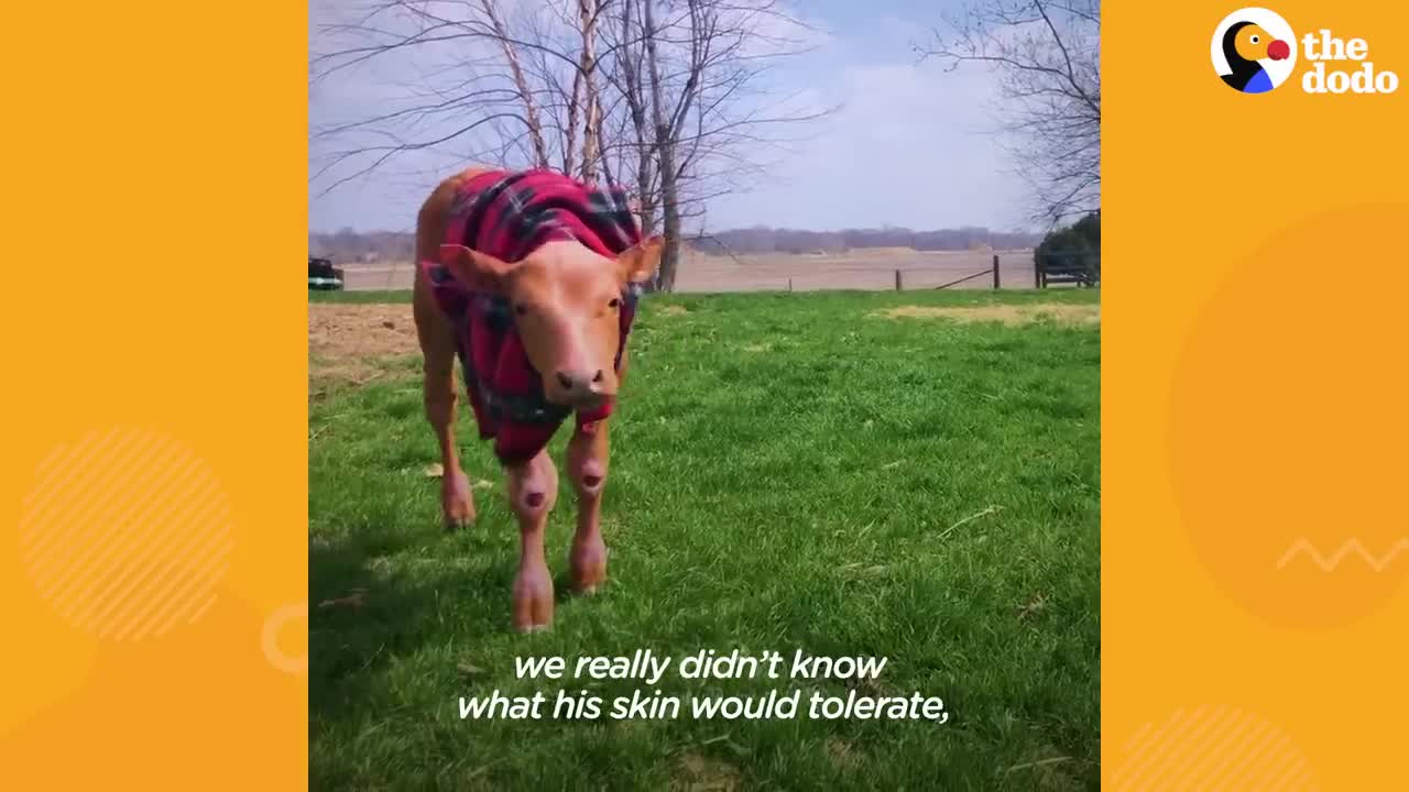 Baby Cow Adopts A Tiny Orphaned Piglet _ The Dodo