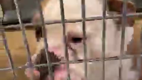 BAILEY GETS ADOPTED
