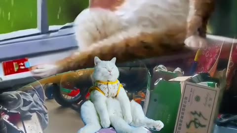 Funny cat videos 2023