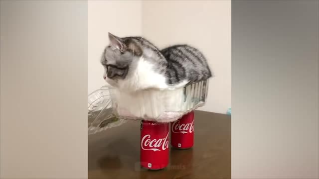 Fun with animals #7